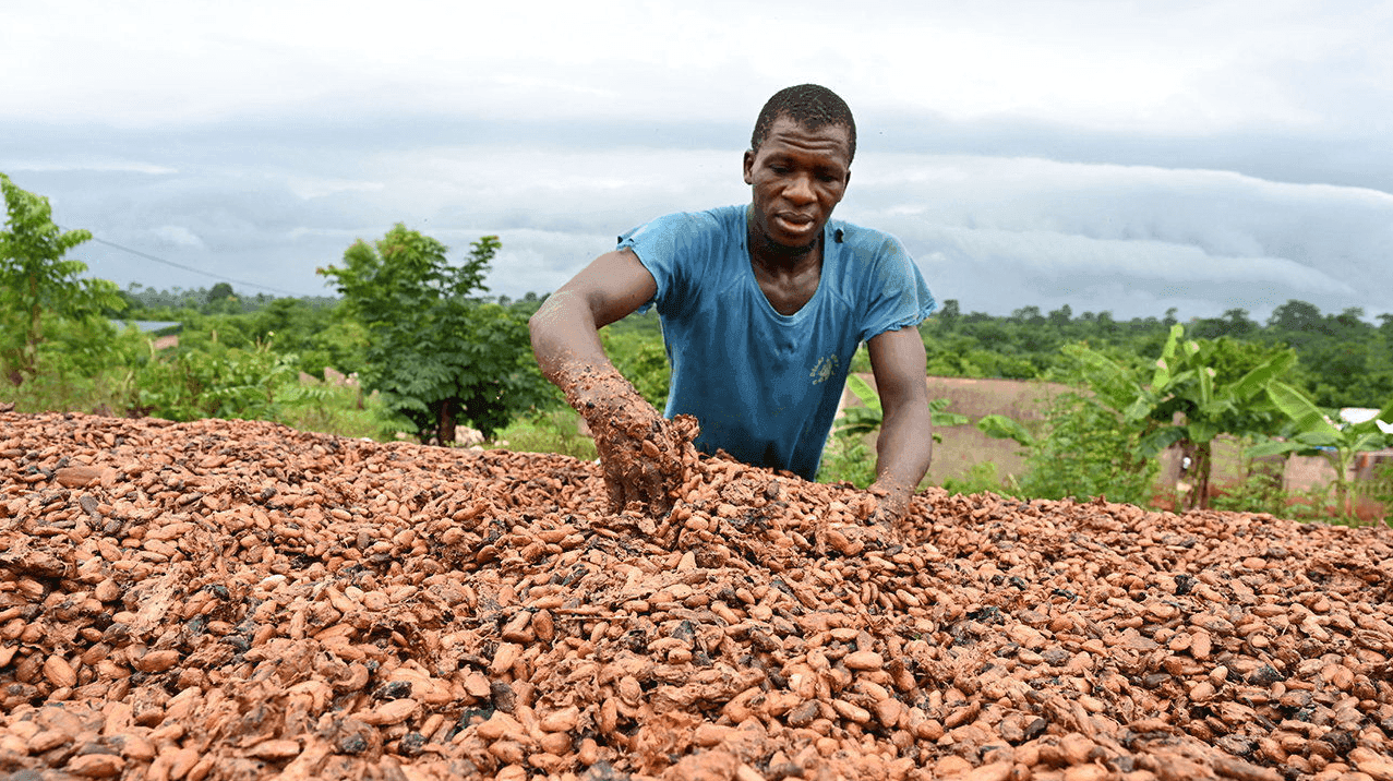 Global Cocoa Prices Fall Sharply After Two Years of Record Highs