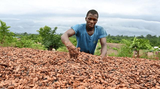 Global Cocoa Prices Fall Sharply After Two Years of Record Highs