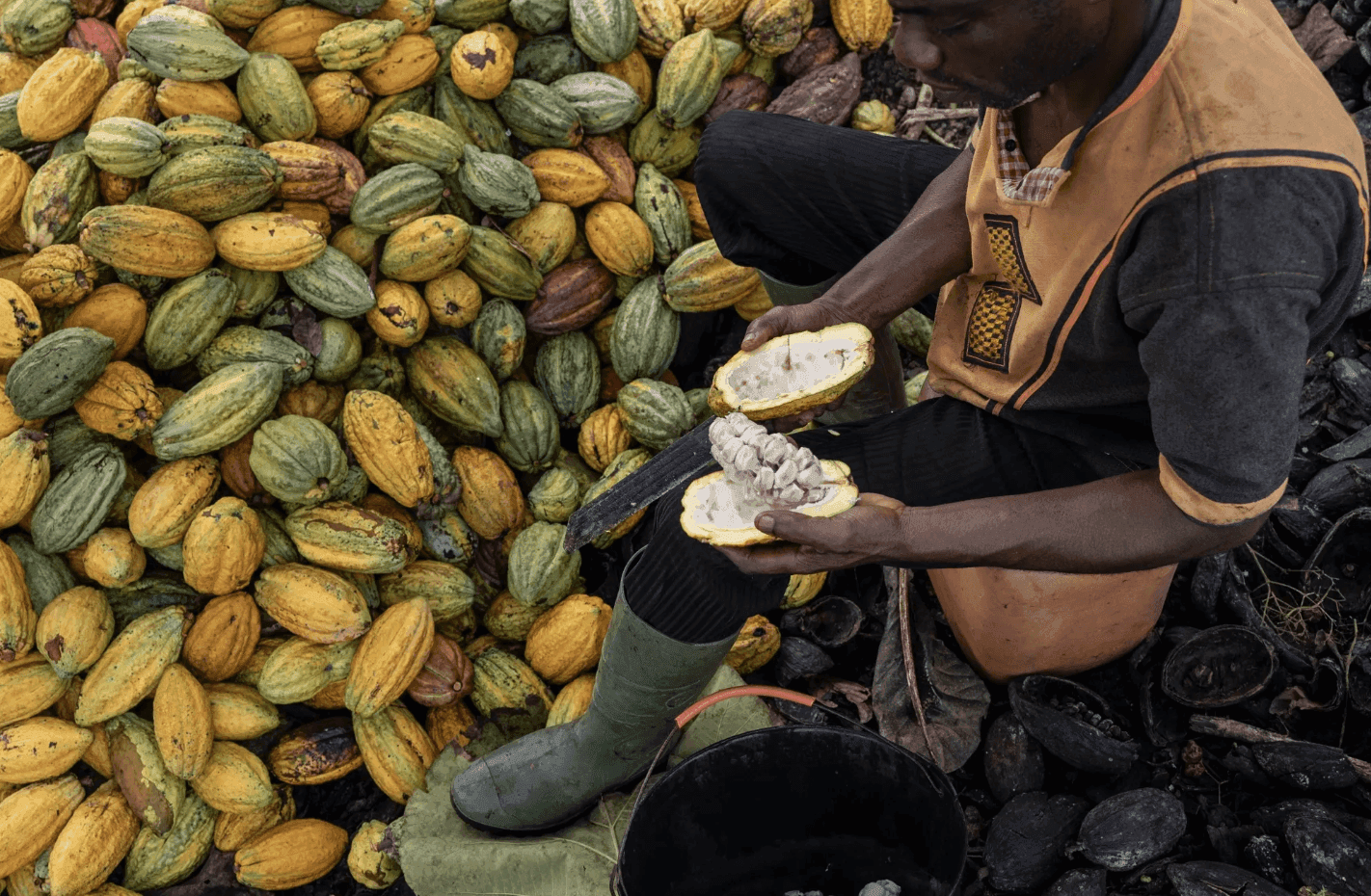 Ivory Coast’s Cocoa Industry Faces Crisis Amid Price Decline