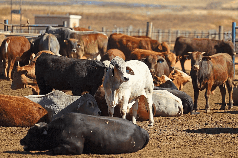 Zambia seals livestock border with South Africa as foot-and-mouth spreads nationwide