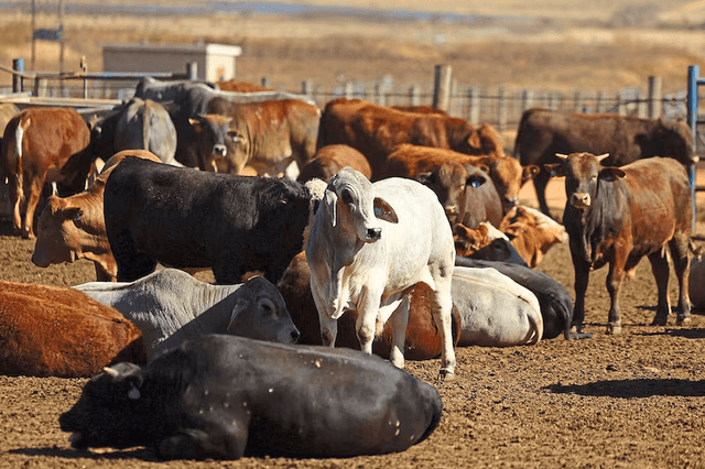 Zambia seals livestock border with South Africa as foot-and-mouth spreads nationwide