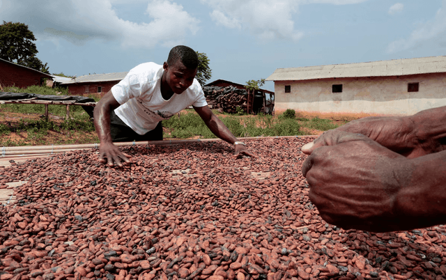 Ivory Coast Farmers Face Sharp Cocoa Price Reduction
