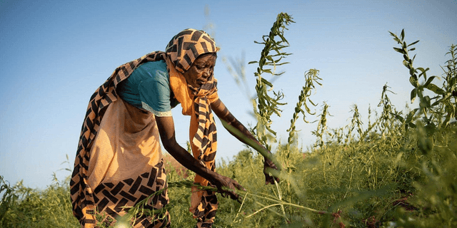 Africa Business Landscape: Tourism Growth, Regional Disputes and New Agriculture