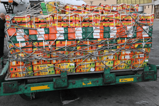 Kenya Breaks Into UK Premium Fruit Market With First Apple Mango Export