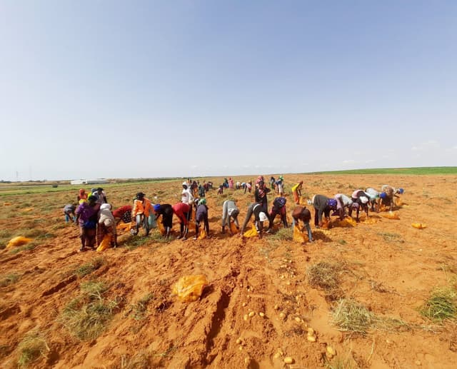 Agro Boye/Trade Hub Partnership to Increase Production of Key Crops in Senegal, Support Food Security